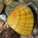 Butterfly Mussel - Photo (c) USFWS Mountain Prairie, some rights reserved (CC BY)