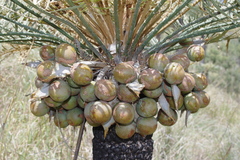 Cycas megacarpa