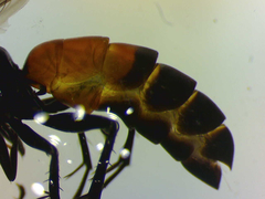 Arachnospila minutula