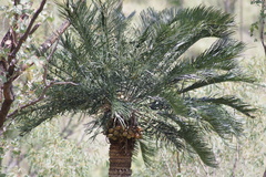 Cycas megacarpa