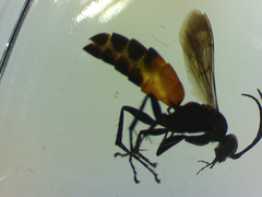 Arachnospila minutula