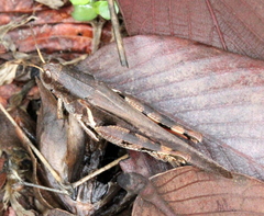 Diabolocatantops pinguis