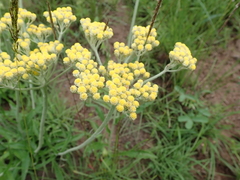 Helichrysum pallidum