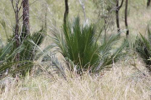 Image of Macrozamia miquelii by (c) coenobita, some rights reserved (CC BY)