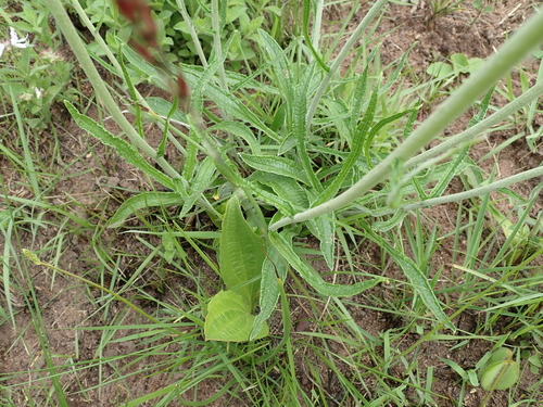 Image of Helichrysum pallidum by no rights reserved