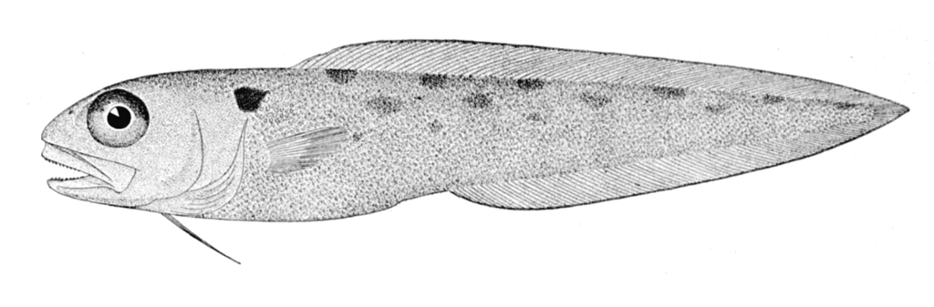 Polka-Dot Cusk-Eel