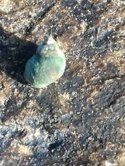 Melarhaphe neritoides