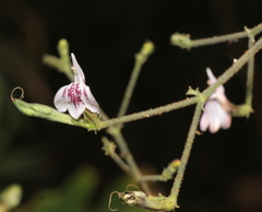 Rhinacanthus nasutus
