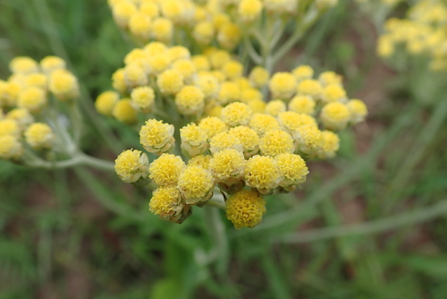 Image of Helichrysum pallidum by no rights reserved