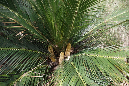 Image of Macrozamia miquelii by (c) coenobita, some rights reserved (CC BY)