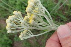 Helichrysum pallidum