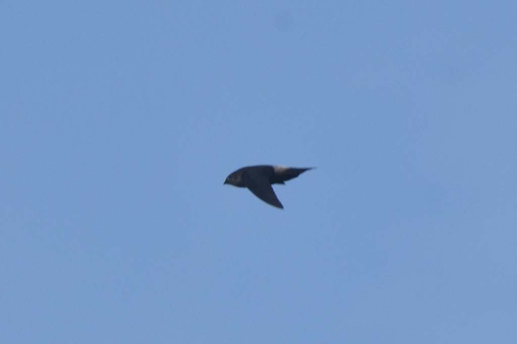 Band-rumped Swift