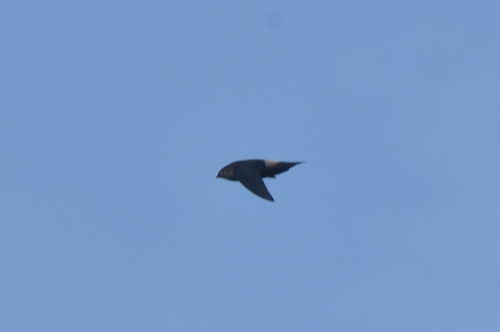Band-rumped Swift