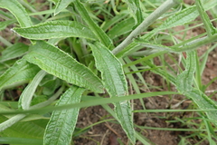 Helichrysum pallidum