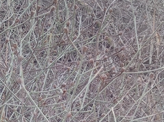 Convolvulus dorycnium