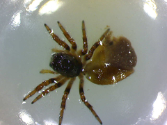 Carrhotus xanthogramma