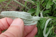Helichrysum pallidum