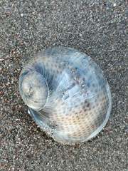 Naticarius stercusmuscarum