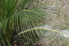 Macrozamia miquelii