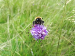 Bombus