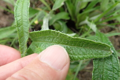 Helichrysum pallidum