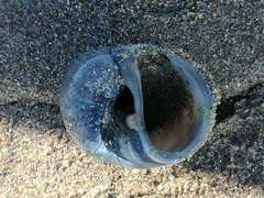 Naticarius stercusmuscarum