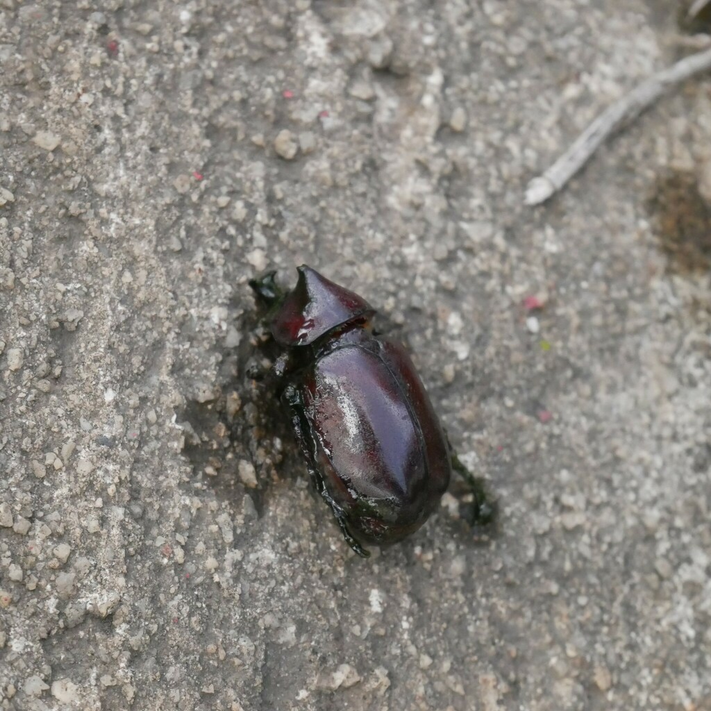 Xylotrupes pauliani (Xylotrupes pauliani)