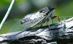 Diceroprocta viridifascia