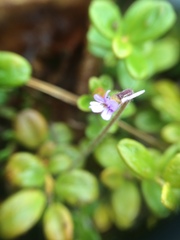 Pinguicula villosa