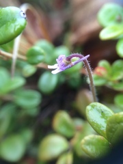 Pinguicula villosa