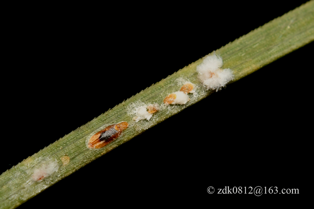 coniferous fiorinia scale