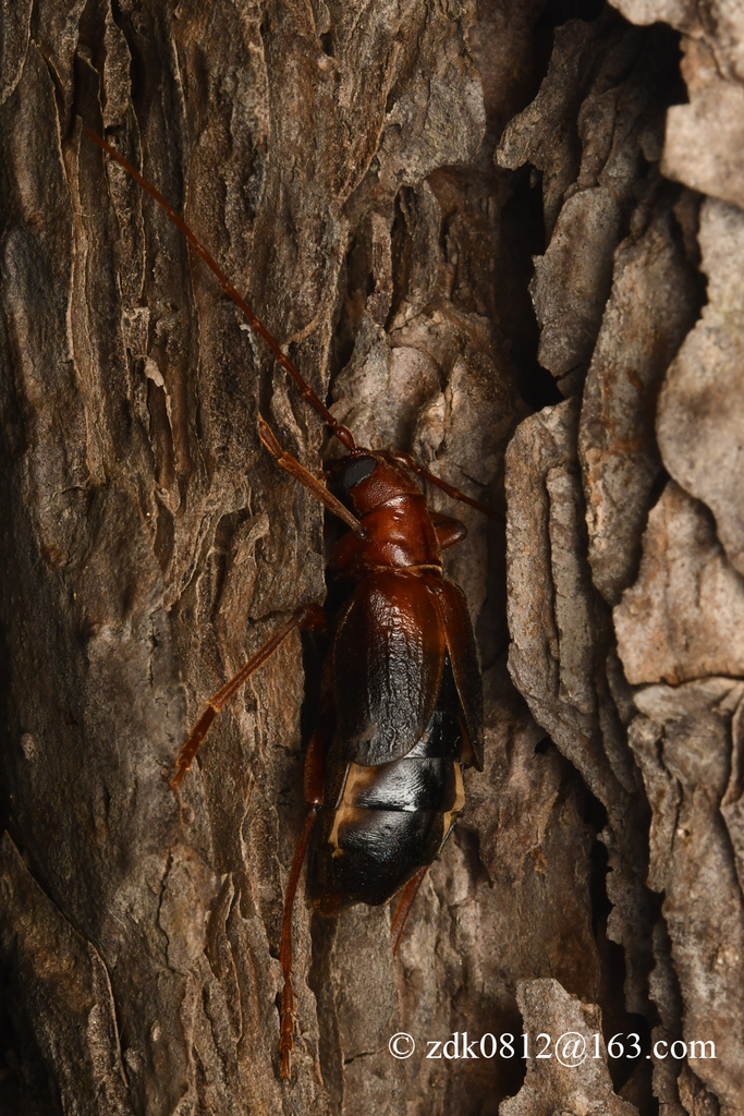 Mantitheus