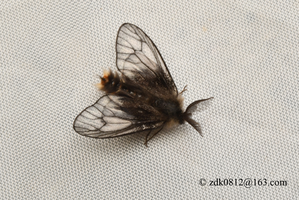 Acanthopsyche nigraplaga
