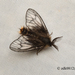 Acanthopsyche nigraplaga - Photo (c) zdk0812,  זכויות יוצרים חלקיות (CC BY-NC)