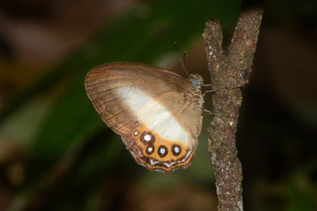 Saurona triangula