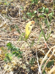Pedicularis capitata