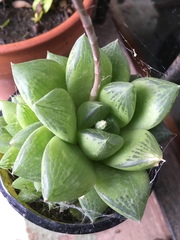 Haworthia