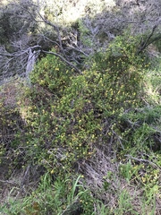 Roepera billardierei