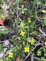 Roepera billardierei