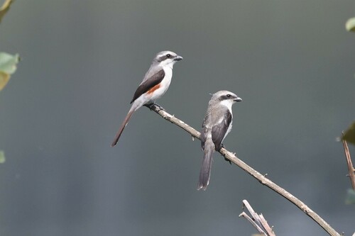 Mackinnon's Shrike