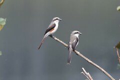 Mackinnon's Shrike photo 3