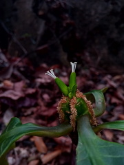 Euphorbia leuconeura image