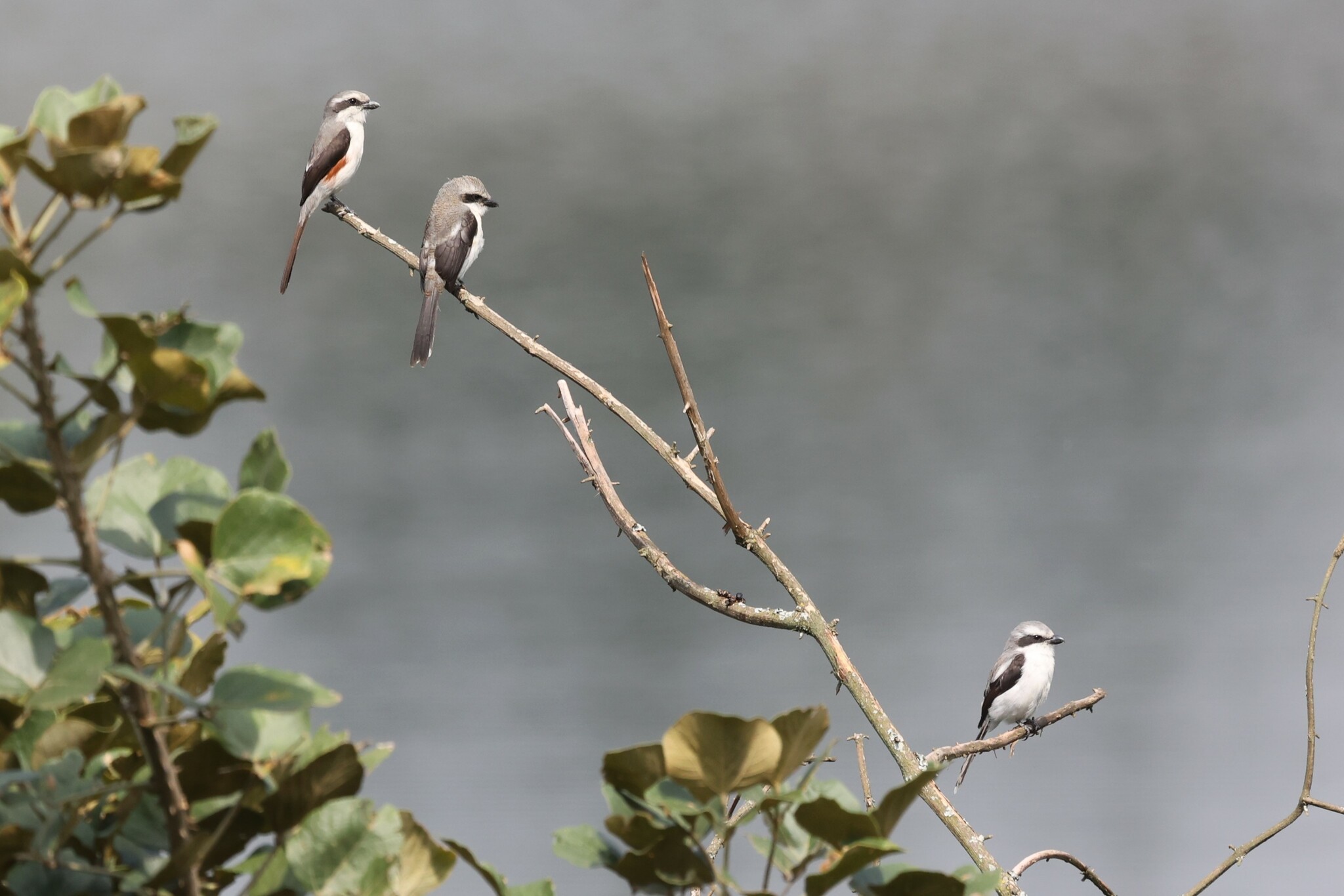 Mackinnon's Shrike illustration