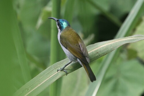 Green-headed Sunbird (Cyanomitra verticalis), photo 8