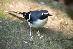Slaty-Backed Forktail photo 3