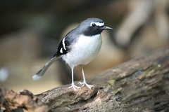 Slaty-Backed Forktail photo 2