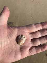 Scutellastra peronii