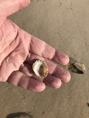 Scutellastra peronii