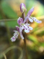 Galearis rotundifolia
