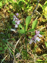 Galearis rotundifolia